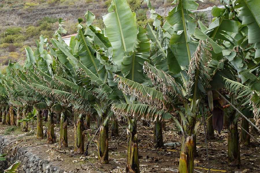банановая плантация