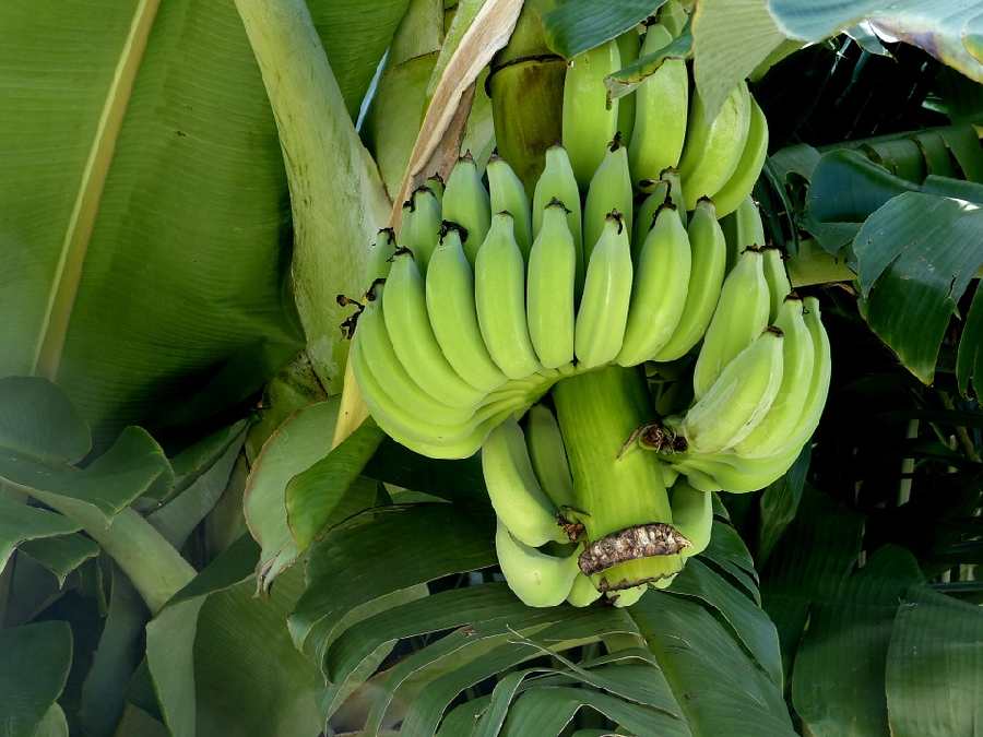 банановая плантация